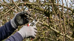 Ako si na jar pri prerezávaní ovocných stromov nezničiť úrodu