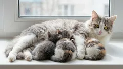 Staré mačky vo veku 7 rokov: od akého veku možno mačku považovať za ešte mladú alebo už za veľmi starú?